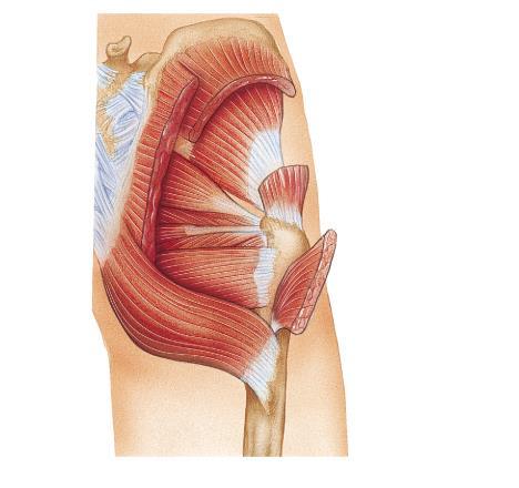 Gluteus medius Abducts & medially rotates thigh Gluteus maximus Extends thigh Especially
