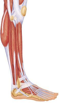 Gastrocnemius Plantar flexes foot when leg is extended Flexes leg when when foot is dorsiflexed Soleus Plantarflexes foot Peroneus