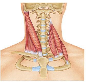 Sternocleidomastoid Flexes neck