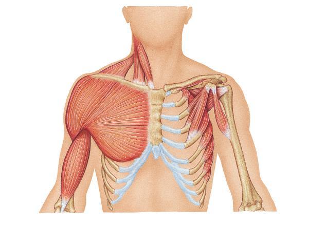 Pectoralis minor With scapula fixed - draws rib cage superiorly With ribs fixed draws scapula forward & downward Deltoid Abducts, flexes &