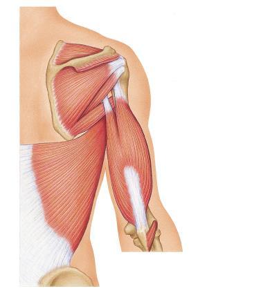 Posterior Triceps brachii Extends forearm