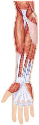 Anterior Forearm biceps brachii Brachioradialis Flexes forearm - Best when