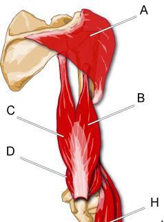 surface of humerus Insertion: olecranon of ulna Action: it is the chief