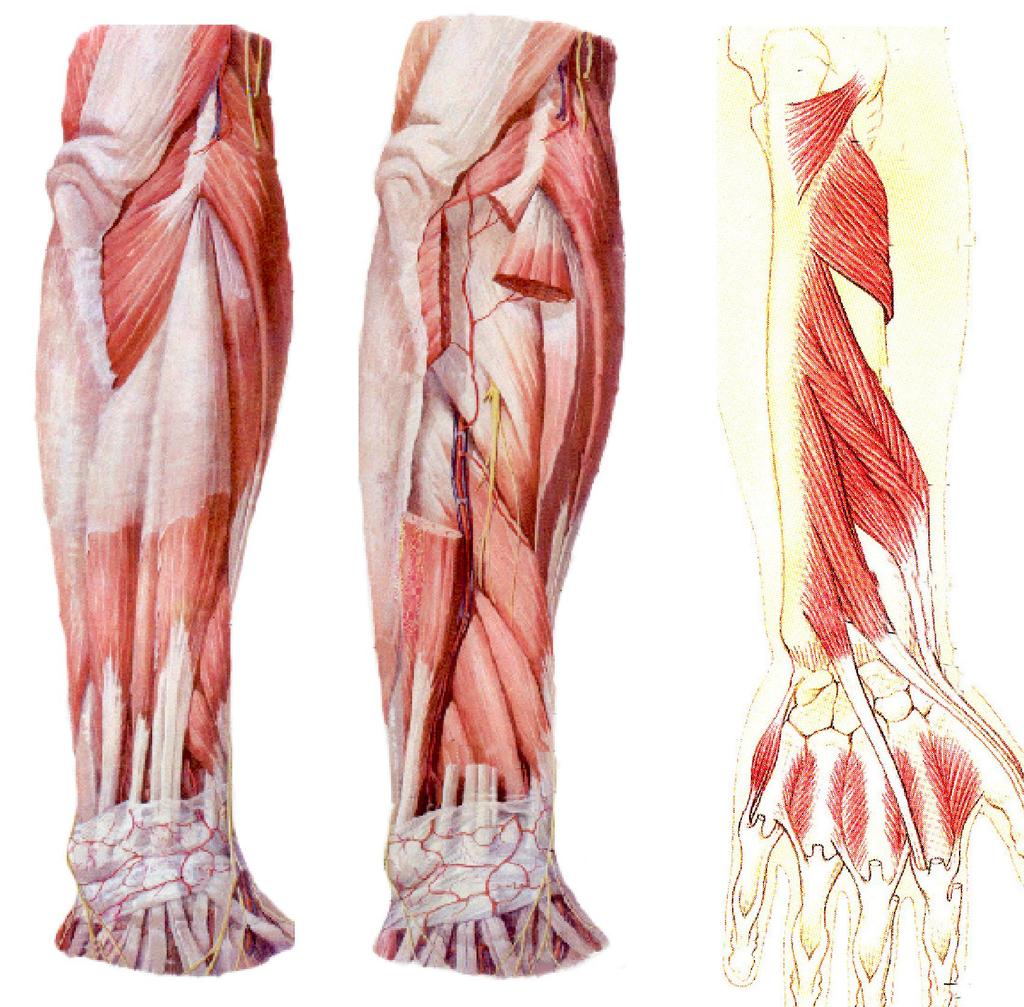 Posterior muscular group of forearm Superficial layer 1Extensor carpi radialis