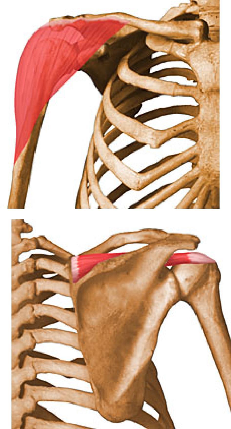 Deltoid Muscle of the shoulder A thick powerful triangular muscle To form the rounded contour of the shoulder Origin:Lateral 1/3 of calvicle,acromion,spine of scapula Insertion:deltoid tuberosity of