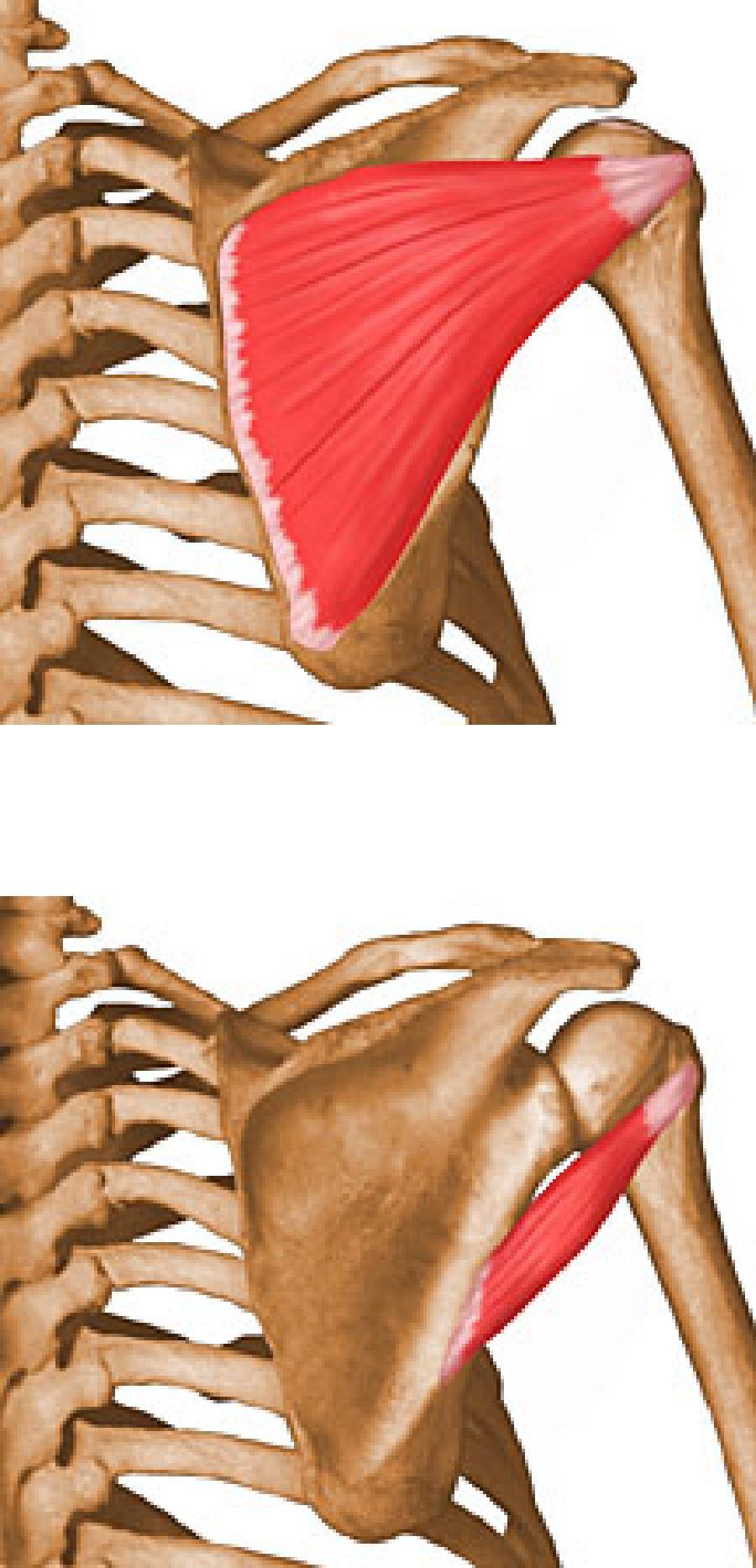 Muscle of the shoulder Infraspinatus In the infraspinous fossa of scapula,triangular Origin: infraspinous fossa of scapula, across The back of the shoulder joint.