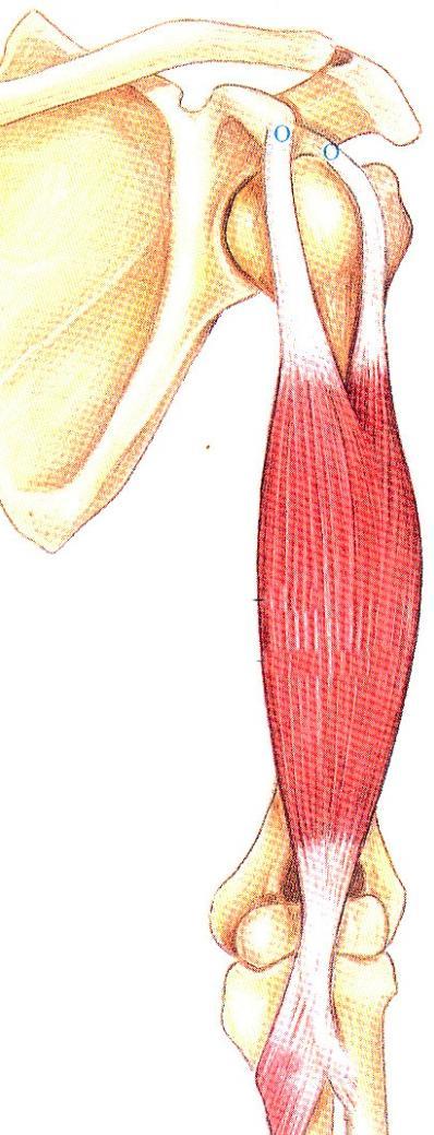 $ Anterior muscular group of arm Superficial and deep layer,three muscles Superficial layer Deep layer Coracobrachial