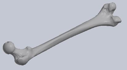 Figure 3: CAD Model of Human Femur (SolidWorks ) The dimensions of marrow cavity are hard to know considering it is hallow imprint within the bone.