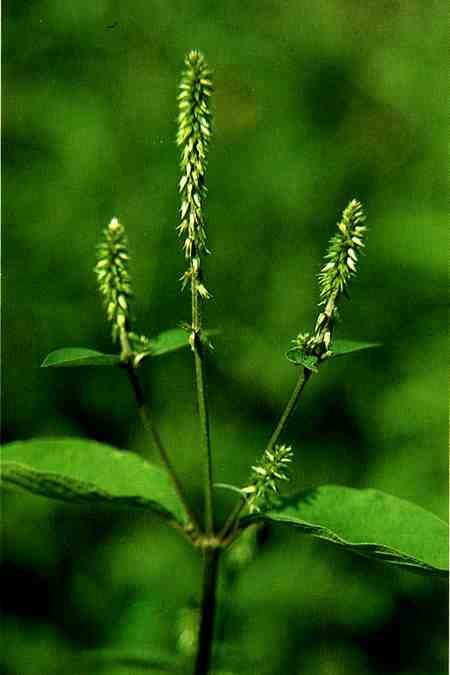 Hua, tincture organic source: Chinese Medicinal Herbs, Petaluma
