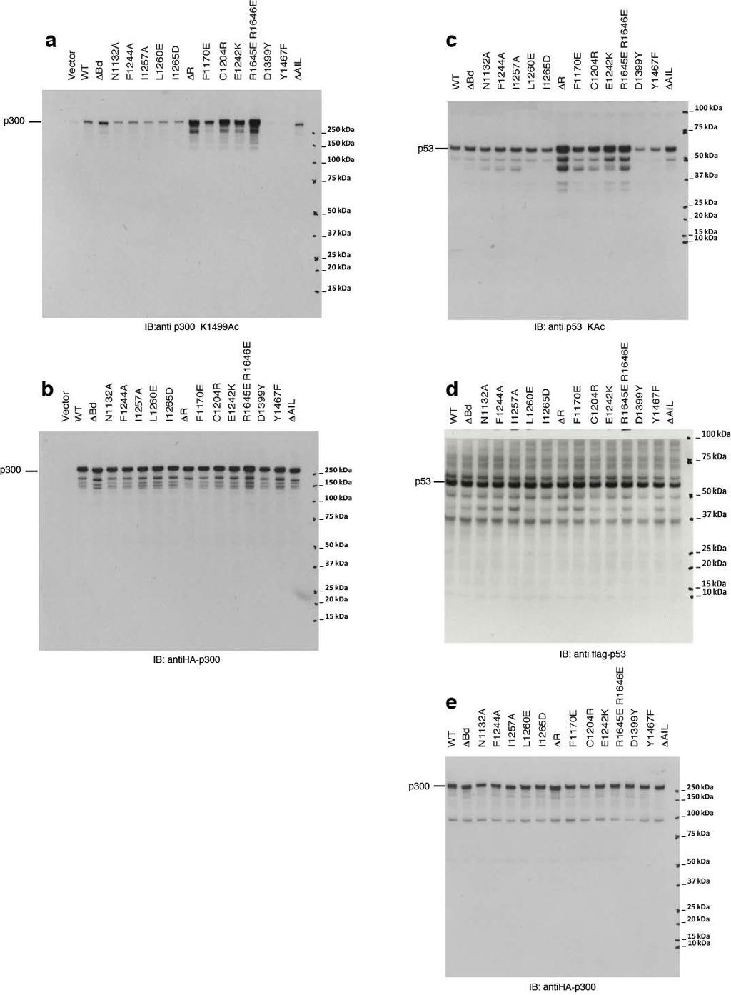 Supplementary Fig.6 Uncropped images for the blots shown in figure 4 a and b. (a) Anti p300 K1499 acetyl immunoblot of lysates of H1299 cells transfected with the indicated mutants.
