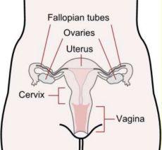Chapter 11: The Reproductive System and Sexual Health The Reproductive
