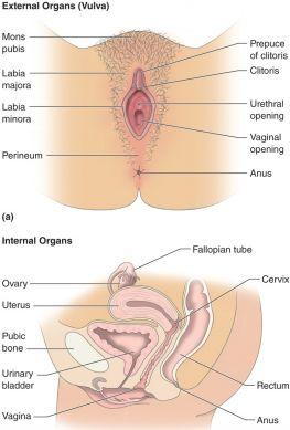 organs of males and females are similar, and their purpose and