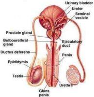 --------- Female Reproductive System Responsibility: Protect and
