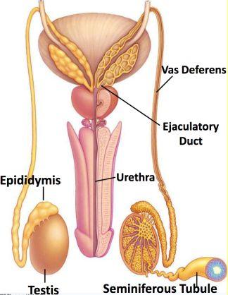 Male Sex Organs and Reproductive Anatomy Testes produce sperm and secrete hormones Descend into scrotum for