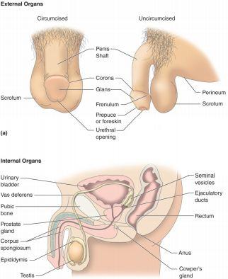 Bulbourethral glands (mucous rich fluid) Mixture is called semen Typical ejaculation: 150-350 million sperm Sperm