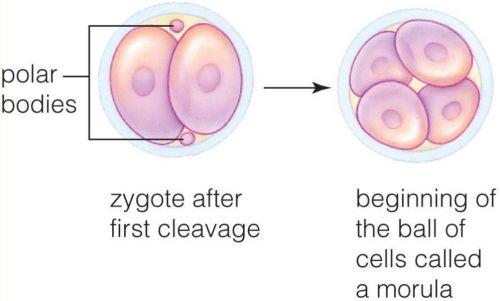 Human Development Egg and Sperm make a zygote Zygote develops via cleavage into morula Baby Growth Morula becomes an embryo surrounded by amnion Placenta forms Sexual Development and Health Across