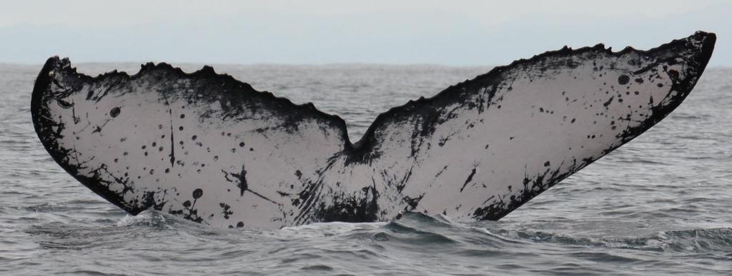 Southern Hemisphere Humpback Whale Song in Pacific Central America First Description of the Song of Costa Rica, Pace of Song Change over Time, and the Impacts of Engine Noise on Acoustic Activity An
