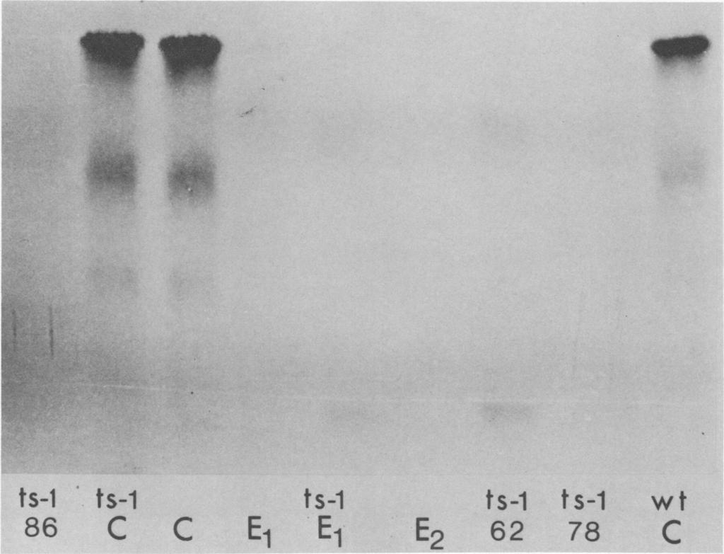 VOL. 16, 1975 TRYPTIC PEPTIDE ANALYSIS OF SFV-INDUCED PROTEINS 1621 t:l W --.a F.^s'.... *.. {.. ts-i ts-i 86 C ts-1 C E1 E1 ts-1 ts-1 wt E2 62 78 C FIG. 5.