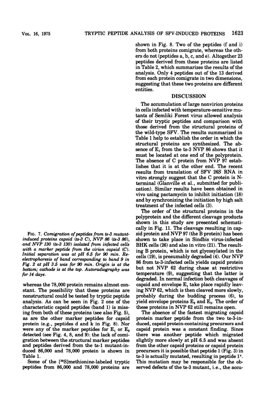 VOL. 16, 1975 ts-3 130 TRYPTIC PEPTIDE ANALYSIS OF SFV-INDUCED PROTEINS 1623 ts-3 C C ts-3 86 FIG. 7.