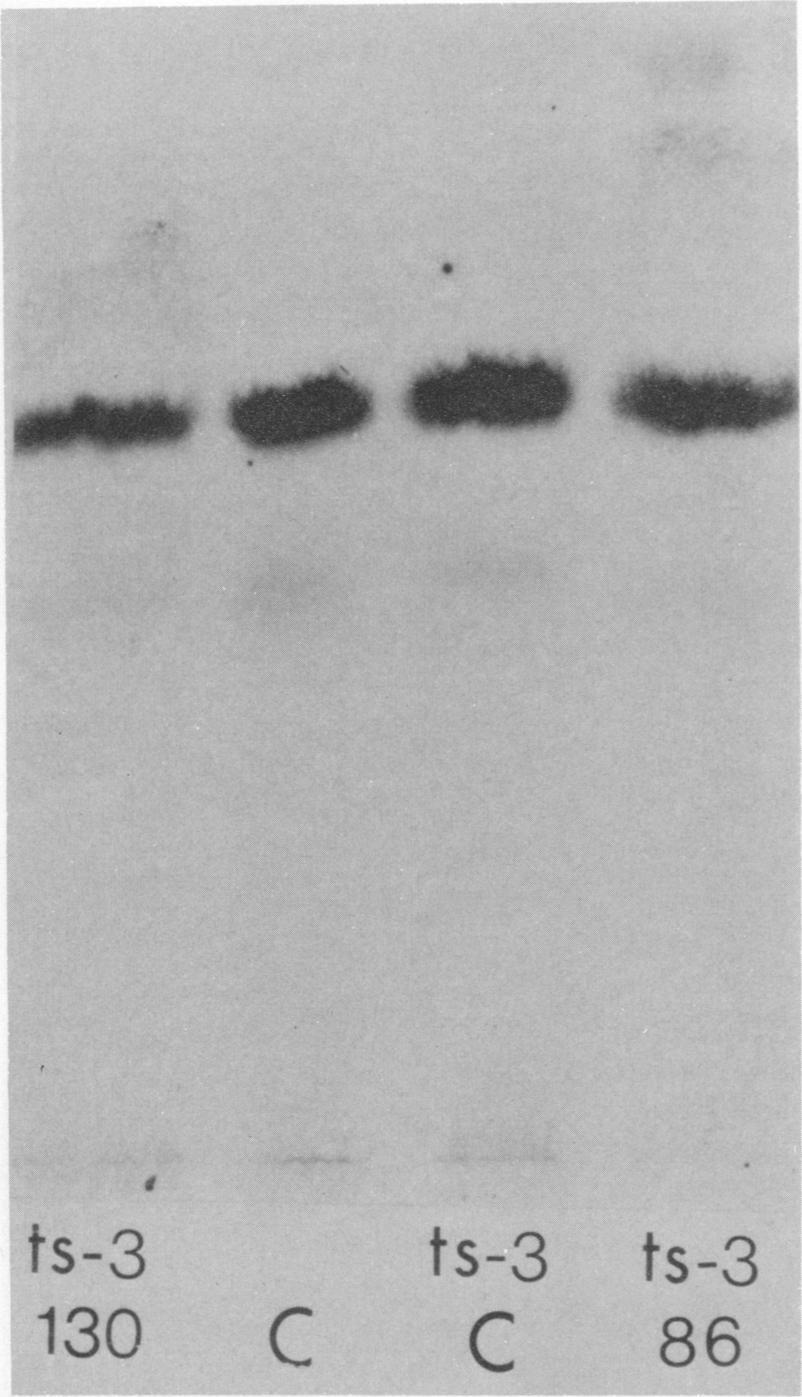 Initial separation was at ph 65 for 90 min. Reelectrophoresis of band corresponding to band 9 in Fig. 2 at ph 35 was for 90 min. Origin is at the bottom; cathode is at the top.