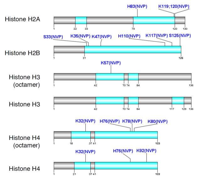 Overview of H2A, H2B, H3 and H4 sequences with the