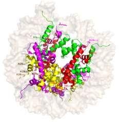 are located on the exposed surface of the protein Lower