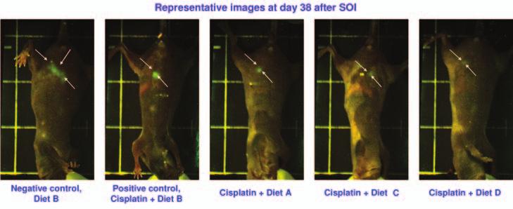 Ma et al: Effect of Antioxidants and Chemotherapy on Tumor Progression Figure 3. Whole-body images of one representative mouse from each group are shown.