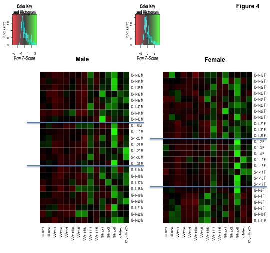 Figure A.4: Heatmap of gene expression in the colon of rats fed different diet.