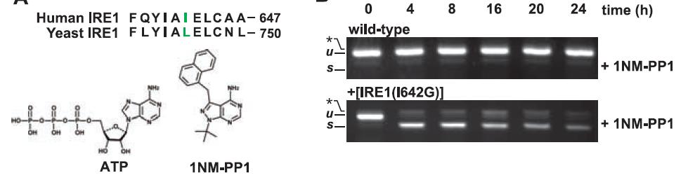 Generation of a Chemically Regulated IRE1 Mutant to Investigate the Downstream Effects of IRE1 Signaling ATP-Binding Domain ATP Analog Human