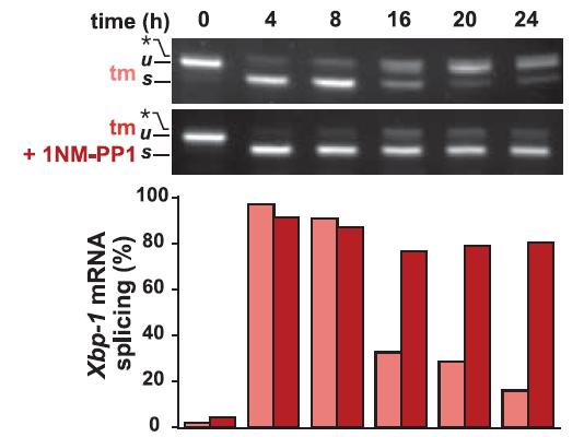 1NM-PP1 Maintains IRE1 mediated Xbp-1 mrna Splicing IRE1 Mutant (I642G) HEK293 Cells 1NM-PP1 Kellog D.
