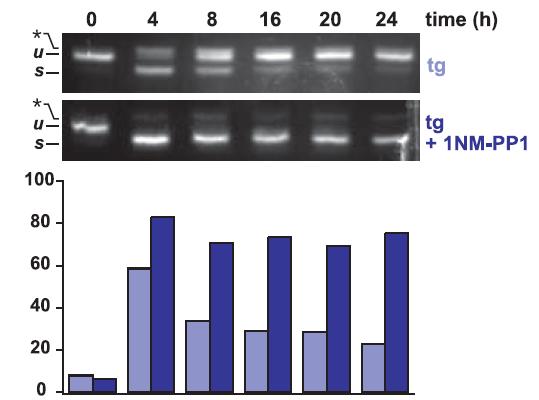 Xbp-1 mrna splicing (%) 1NM-PP1 Maintains IRE1 mediated Xbp-1 mrna Splicing 1NM-PP1 Kellog D. (2000).