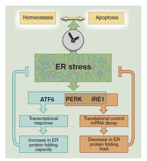 What is the Unfolded Protein Response (UPR)? Protein misfolding: Glucose deprivation Calcium dysregulation Viral infection Hypoxia Aggregation of misfolded proteins leads to ER stress.