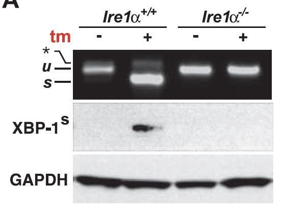 ER Stress Induces IRE1 Mediated Splicing of Xbp-1 Does IRE1