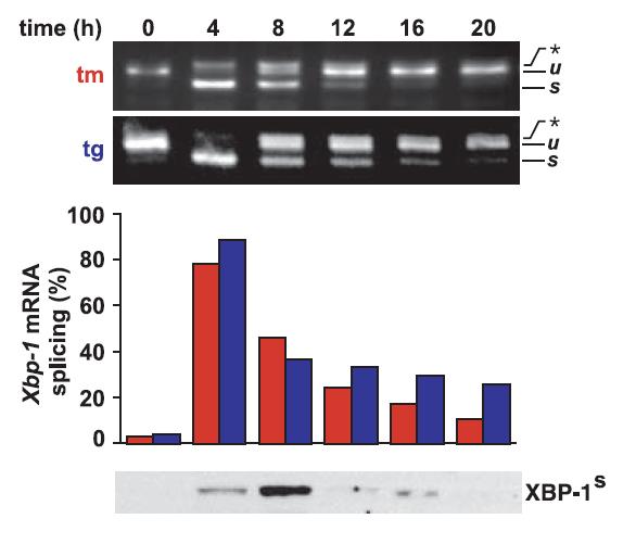 IRE1 Mediated Splicing of Xbp-1 Diminishes after Sustained ER Stress Tunicamycin Inhibits N-linked glycosylation HEK293 Cells Thapsigargin Blocks ER Ca 2+ Pump At later time points where IRE1