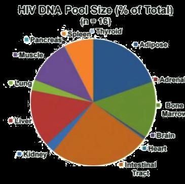 Whole body mapping of HIV DNA 29 HIV infected decedents followed clinically (1998-2016) 1/3 virally suppressed,