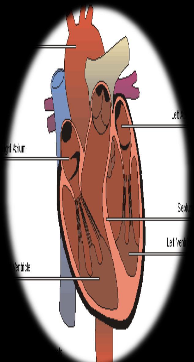 The heart is located in the chest cavity with its lower tip slightly