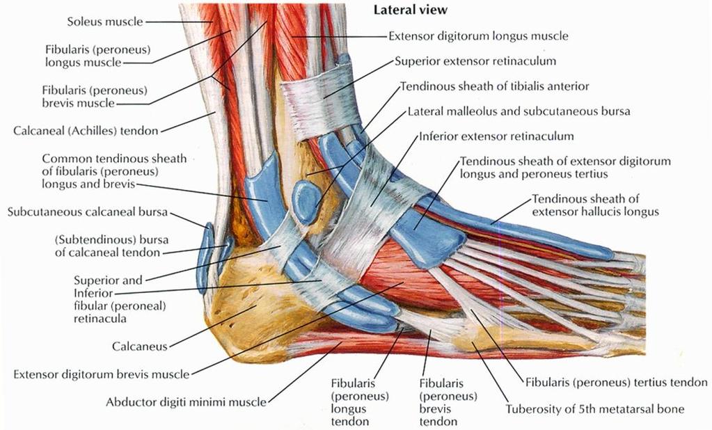 Anatomy Muscles Tibialis posterior