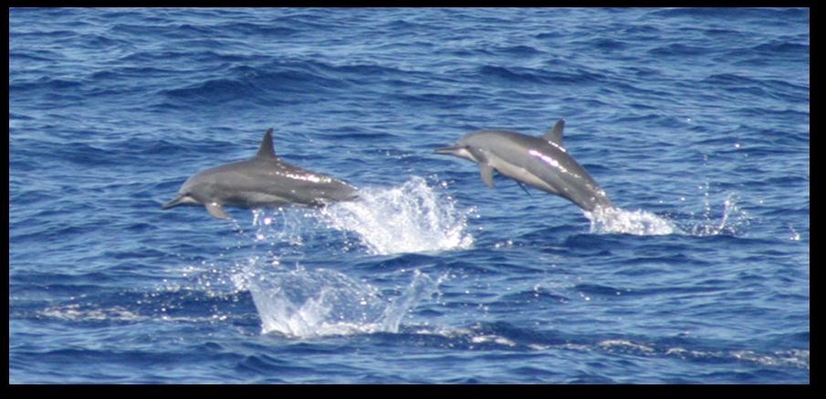 III. HAWAIIAN SPINNER DOLPHINS Figure 2: Hawaiian spinner dolphins. Credit: NMFS Southwest Fisheries Science Center.