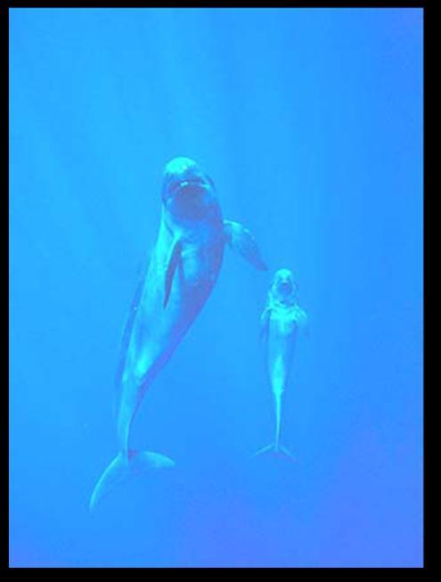 IV. FALSE KILLER WHALES Figure 3: False killer whale and calf. Credit: Doug Perrine/seapics.com.