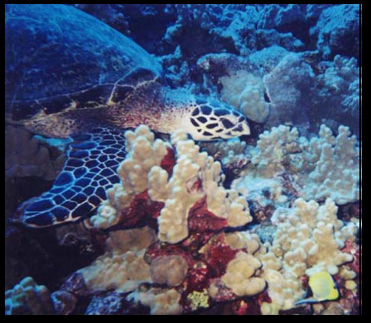 VI. SEA TURTLES Figure 5: An endangered hawksbill sea turtle Credit: Cheryl King.