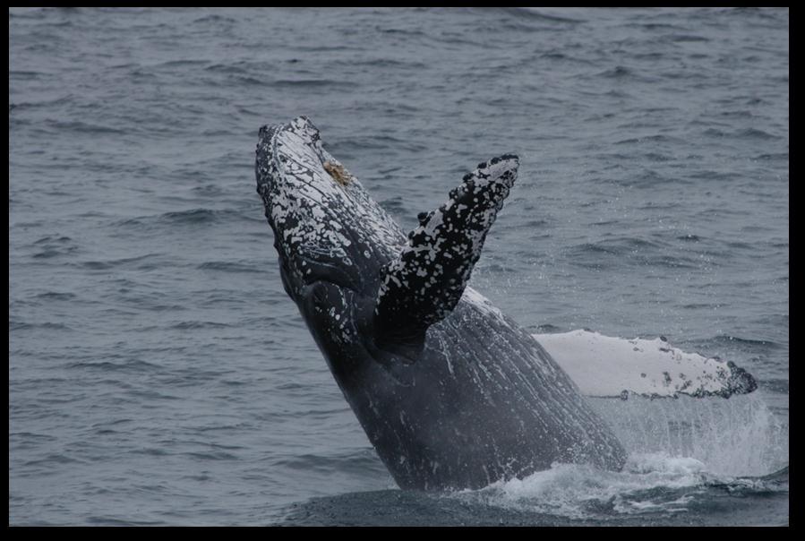 II. HUMPBACK WHALES Figure 1: Endangered humpback whale. Credit: Barbara LaCorte, Channel Islands Naturalist Corps.
