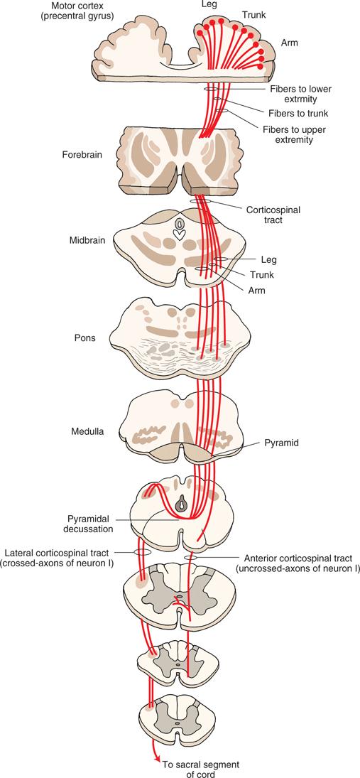 Posterior half of the lateral ventricle (lower limb is represented by posterior fibers) Enters midbrain through peduncle (face is represented by medial fibers, foot lateral and hand in the middle)