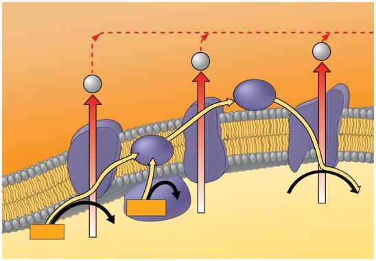 mitochondrial matrix (a) DNA Inner membrane Cristae Matrix 0.1 μm Figure 9.