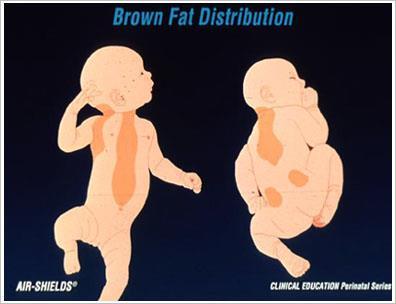 Babies cannot shiver use brown fat to generate heat http://www.sciengist.com/newborn-human-babies-cantshiver-thats-why-they-have-brown-fat/ Cyanide Carbon Monoxide Uncouplers Figure 9.
