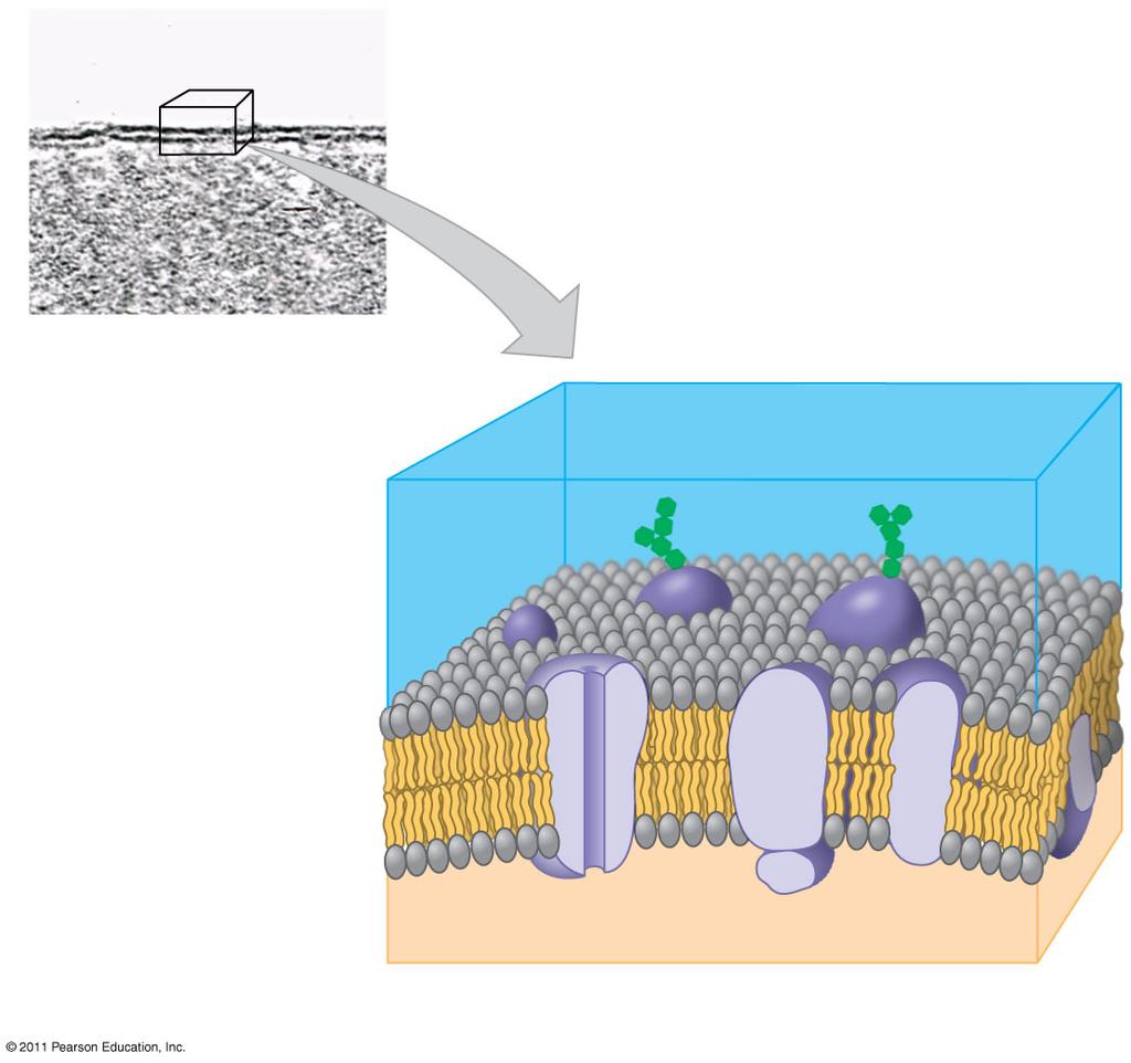 Figure 6.6 Outside of cell (a) TEM of a plasma membrane Inside of cell 0.