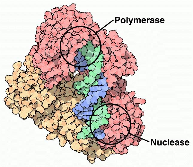 Two Enzymes Polymerase and Nuclease in One Reverse transcriptase Two enzymes has 3 activities: 1) The polymerase active site build DNA strands based on an RNA template.