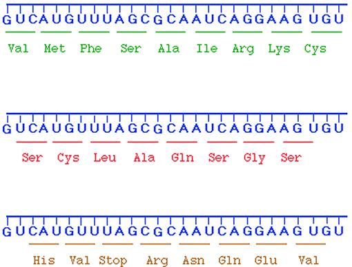 In principle, the sequence of nucleotides in mrna can be read in three READING FRAMES Each of which will specify a completely