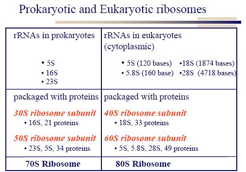 22 Subunits of ribosome and different ribosomal RNA's are