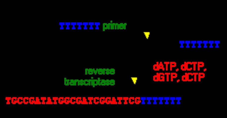 All retroviruses have a reverse transcriptase, A retrovirus carry their genome in RNA strands.