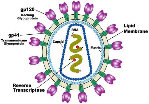 . An example: the reverse transcriptase from the human immunodeficiency virus type 1 (PDB 1HMV).